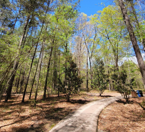 A winding path through a lush green forest with tall trees and blue skies above.