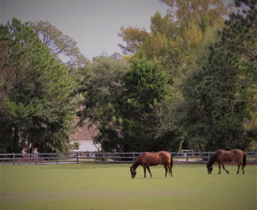 Two horses graze in a green field surrounded by trees and a wooden fence, with people in the background.