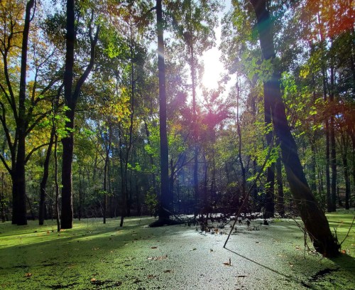 Sunlight filters through trees in a lush, green swamp, with a carpet of algae covering the water's surface.