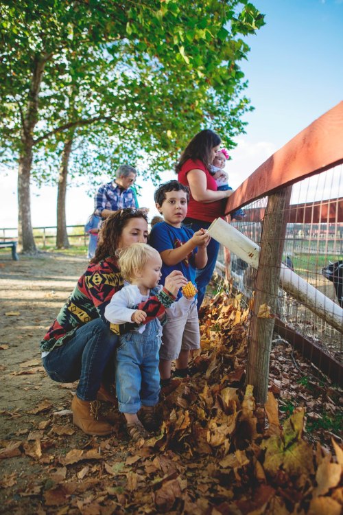 A woman and three children interact with animals at a farm, surrounded by trees and fallen leaves.