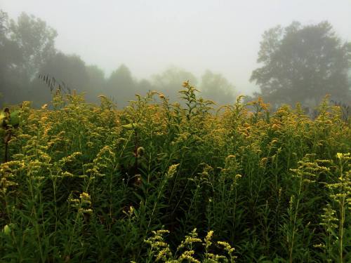 A foggy landscape featuring a field of yellow wildflowers with trees blurred in the background.