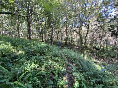 Two hikers walking through a lush green forest with ferns and tall trees under a bright blue sky.