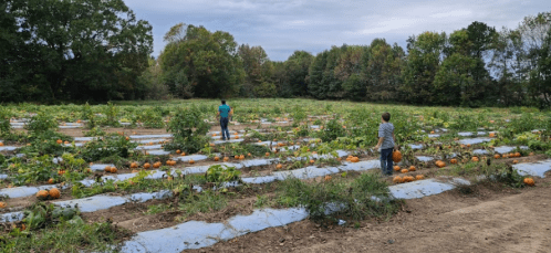 Two people walking through a pumpkin patch, surrounded by rows of pumpkins and greenery under a cloudy sky.