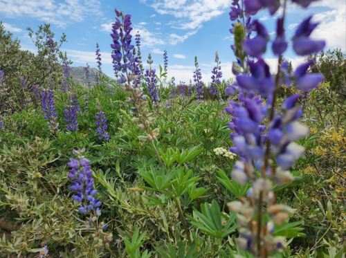A field of vibrant purple lupine flowers under a blue sky with scattered clouds.
