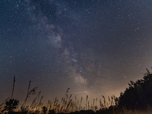 A starry night sky featuring the Milky Way, with silhouettes of tall grass and trees in the foreground.