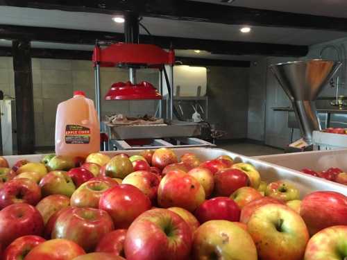 A close-up of a large tray filled with red and green apples, with an apple cider press in the background.