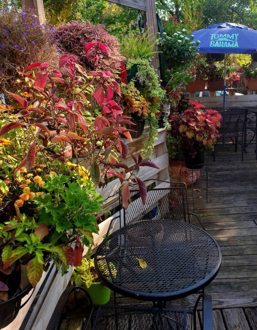 A cozy outdoor seating area surrounded by vibrant plants and flowers, with a shaded umbrella in the background.