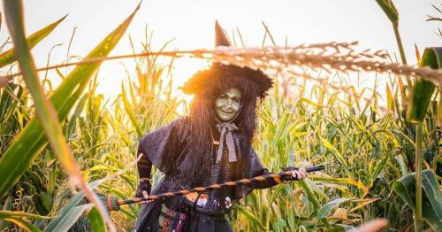 A witch in a cornfield, wearing a black hat and cloak, holding a broomstick with a sunset in the background.