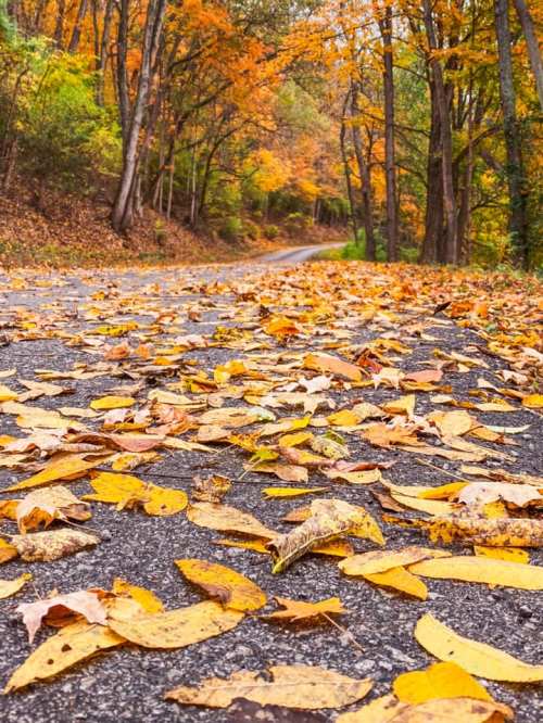 A winding road covered with vibrant autumn leaves in shades of yellow and orange, surrounded by trees.
