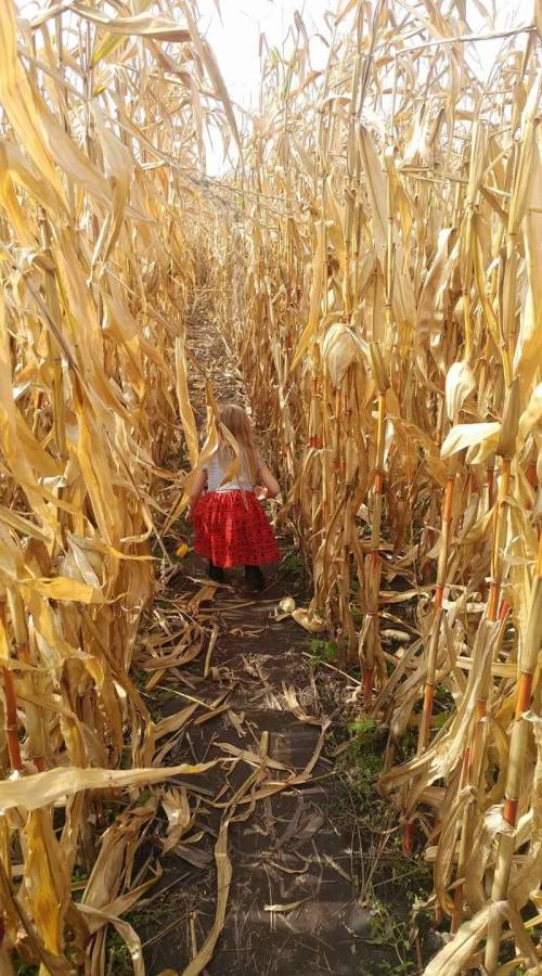 A child in a red skirt walks through a narrow path in a tall cornfield, surrounded by golden corn stalks.