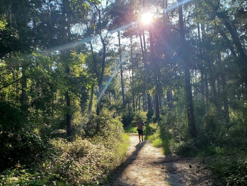 A person walks along a sunlit path in a lush, green forest, surrounded by tall trees and dappled sunlight.
