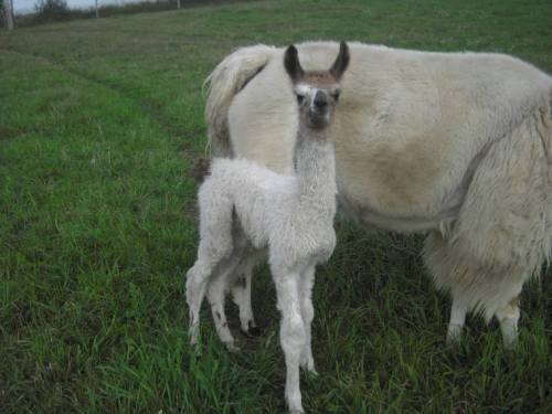 A young llama stands beside a larger llama in a grassy field.