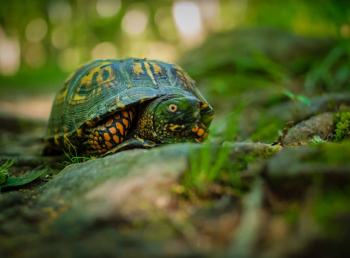 A close-up of a turtle on a rocky path, surrounded by green grass and blurred forest background.