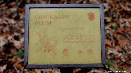 Sign for Chickasaw Plum, detailing its edible fruit and preservation methods.