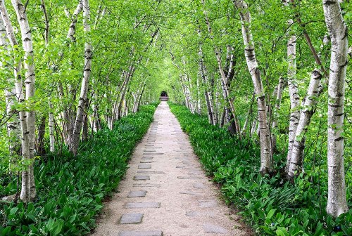 A serene pathway lined with lush green trees and plants, leading into a tranquil, shaded area.