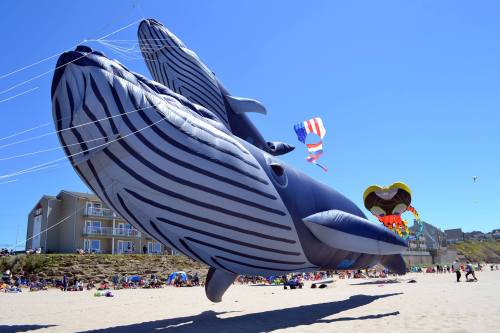 A large inflatable whale kite floats above a beach, with colorful kites and people enjoying the sunny day below.