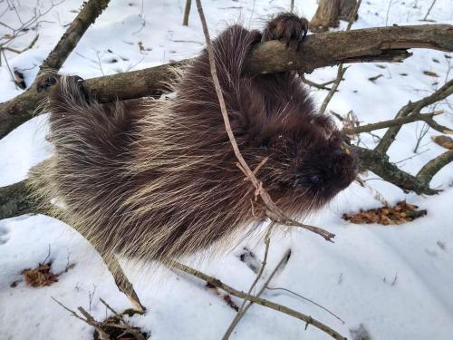 A porcupine clings to a branch in a snowy forest, showcasing its distinctive quills and furry body.