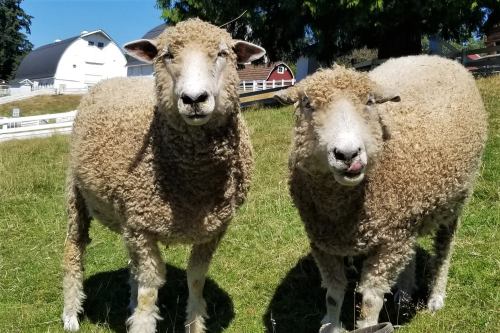 Two fluffy sheep stand on green grass, with a farm and trees in the background under a clear blue sky.