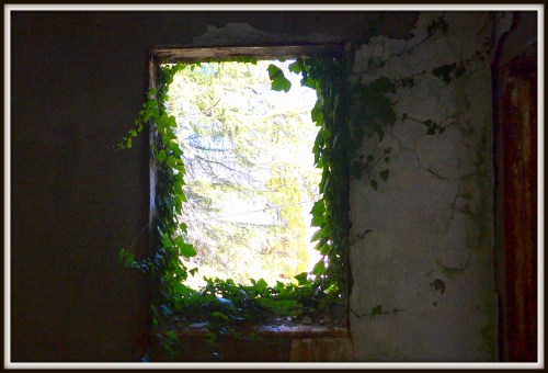 A window framed by green ivy, revealing a view of trees outside in a sunlit, abandoned room.