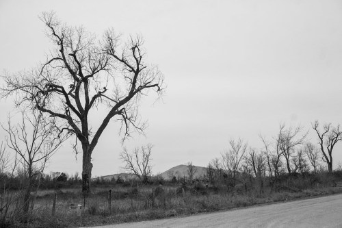 A barren tree stands against a gray sky, with a distant hill and sparse vegetation in a black and white landscape.