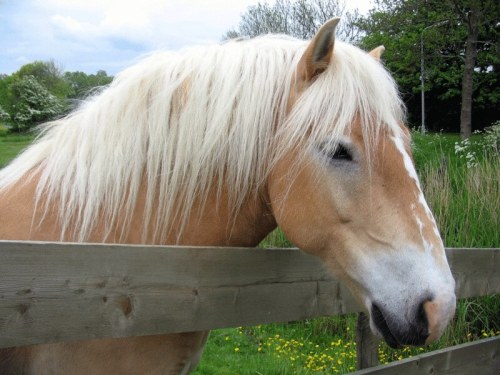 A close-up of a light-colored horse with a flowing mane, standing beside a wooden fence in a green field.
