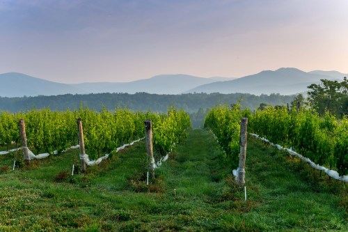 A serene vineyard landscape with rows of grapevines and misty mountains in the background at dawn.