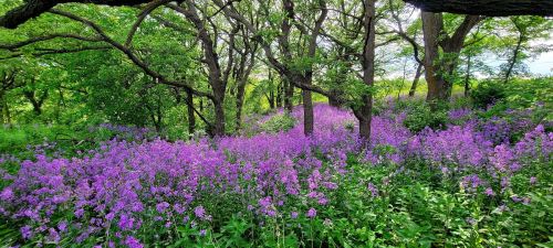 A vibrant forest scene with lush green trees and a field of purple wildflowers in full bloom.