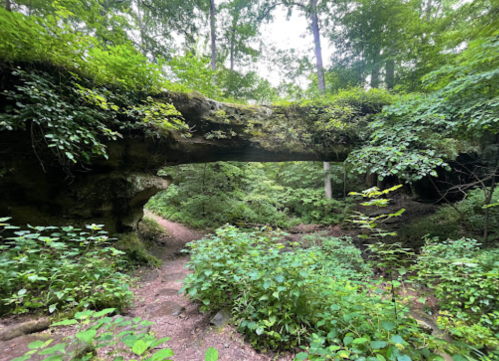 A natural stone bridge covered in greenery, surrounded by lush trees and plants in a serene forest setting.