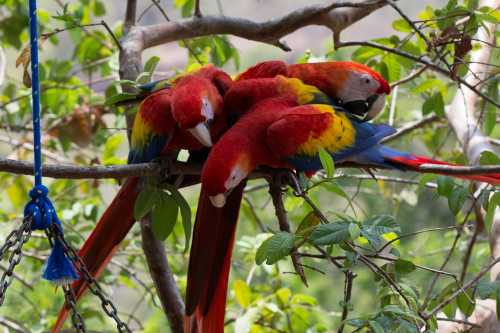 Four vibrant scarlet macaws perched closely together on a tree branch, surrounded by lush green leaves.