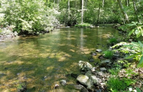 A serene stream flows through a lush green forest, surrounded by trees and rocks. Sunlight filters through the leaves.