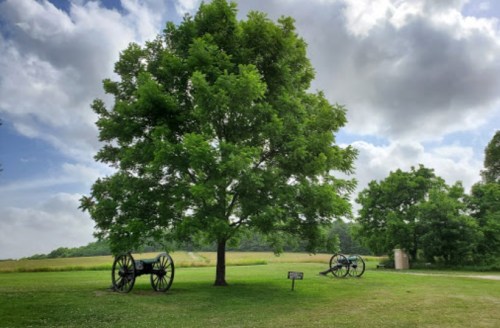 A large tree stands in a grassy area with two historical cannons nearby, under a partly cloudy sky.