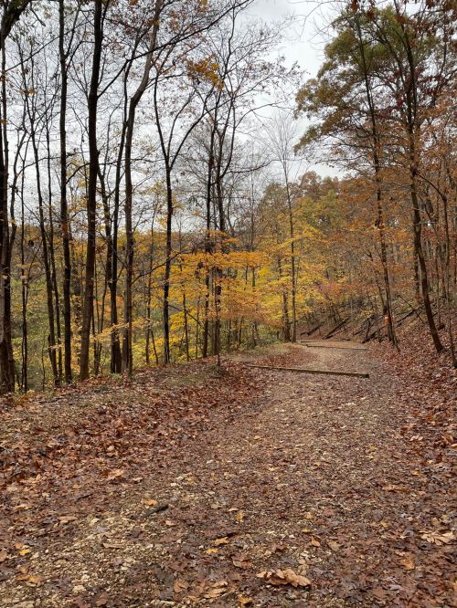 A winding dirt path through a forest with autumn leaves and trees, showcasing vibrant fall colors.