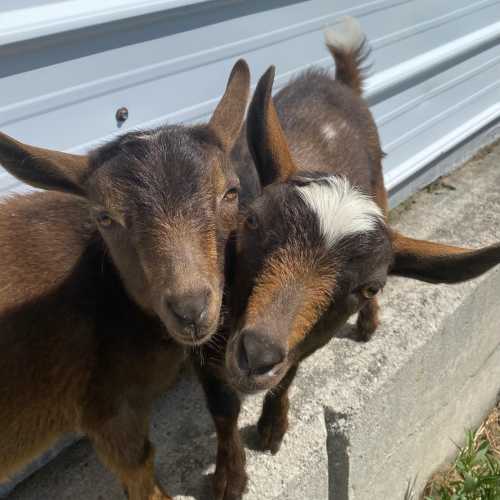 Two goats standing close together, one with a white stripe on its head, against a light-colored background.