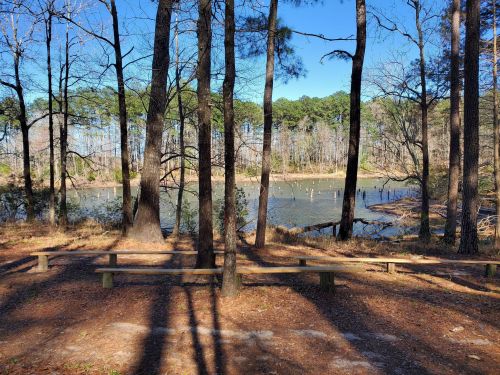 A serene view of a lake surrounded by trees, with a wooden bench in the foreground and clear blue skies above.