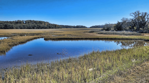 A serene landscape featuring a calm waterway surrounded by tall grasses and trees under a clear blue sky.
