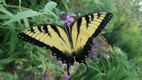A yellow and black butterfly perched on a purple flower, surrounded by green foliage.