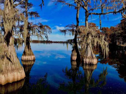 Cypress trees with Spanish moss reflect in calm water under a blue sky, creating a serene landscape.