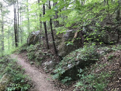 A winding dirt path through a lush green forest, flanked by large rocks and dense foliage.