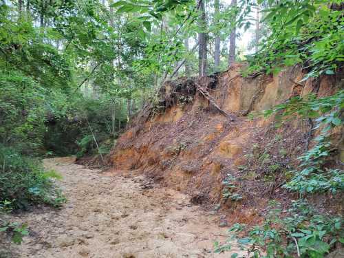 A sandy riverbank with steep, eroded clay walls, surrounded by lush green trees and foliage.