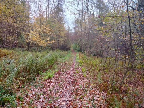A serene forest path lined with autumn leaves and surrounded by trees in various shades of green and yellow.