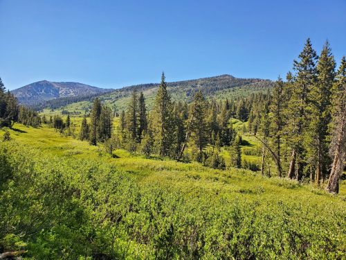 A lush green meadow surrounded by tall trees and mountains under a clear blue sky.