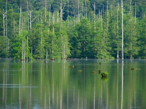 A serene lake surrounded by lush green trees, with reflections on the water's surface and some submerged stumps visible.