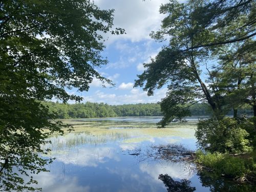 A serene lake surrounded by lush greenery and trees, reflecting the blue sky and clouds above.