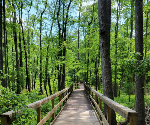 A wooden boardwalk winds through a lush green forest with tall trees and bright foliage under a clear blue sky.