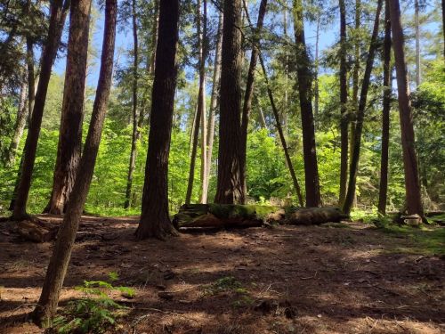 A serene forest scene with tall trees, dappled sunlight, and lush green foliage on the forest floor.