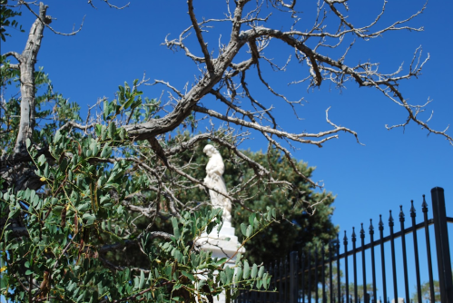A statue partially obscured by branches and greenery, with a clear blue sky and a black fence in the background.