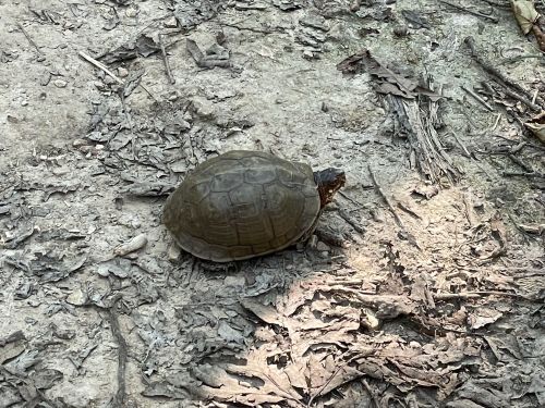 A turtle crawls on a dirt path surrounded by dry leaves and twigs.