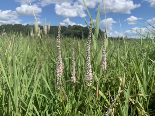 Tall grass with slender flower spikes against a backdrop of blue sky and fluffy white clouds.