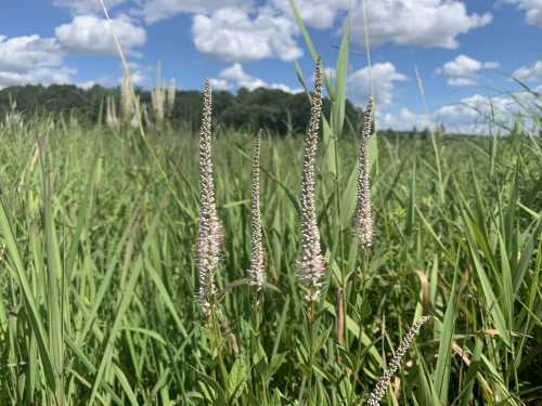 Tall grass with slender flower spikes against a backdrop of blue sky and fluffy white clouds.