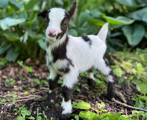 A small, playful goat kid with black and white fur stands on the ground surrounded by green foliage.